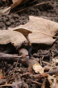 Polyporus varius image