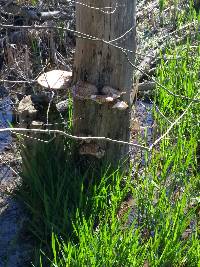 Polyporus squamosus image