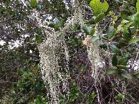 Ramalina menziesii image