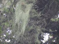 Ramalina menziesii image