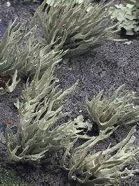 Niebla homalea image