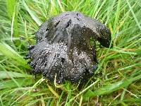 Hygrocybe conica image