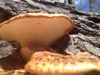 Polyporus squamosus image