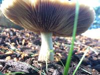 Media resource of Agrocybe sororia