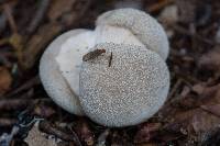 Lycoperdon perlatum image