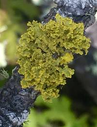 Vulpicida canadensis image