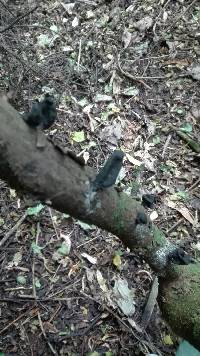 Xylaria castorea image