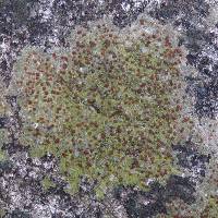 Protoblastenia rupestris image