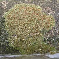 Protoblastenia rupestris image