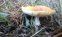 Amanita muscaria image
