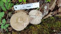 Pluteus petasatus image