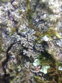 Phaeophyscia rubropulchra image