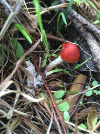 Leratiomyces ceres image