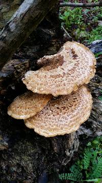 Polyporus squamosus image
