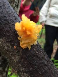 Dacrymyces chrysospermus image