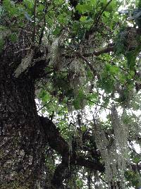 Ramalina menziesii image