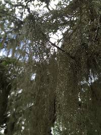 Ramalina menziesii image