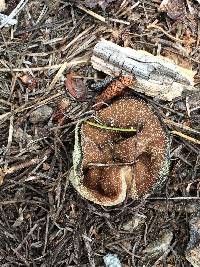 Discina ancilis image