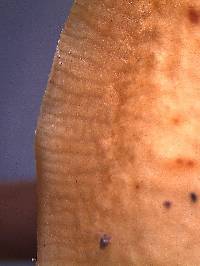 Flammulina velutipes image