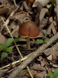 Gymnopus dryophilus image
