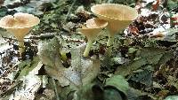 Clitocybe gibba image