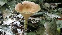 Clitocybe gibba image