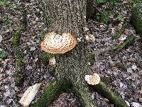 Polyporus squamosus image