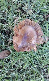 Russula amoenolens image