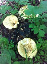 Polyporus squamosus image