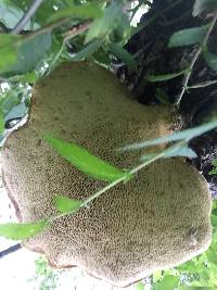 Polyporus squamosus image