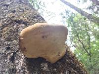 Fomitopsis pinicola image