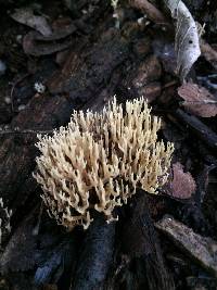 Artomyces pyxidatus image