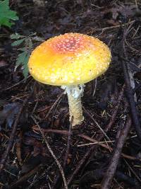 Amanita muscaria image