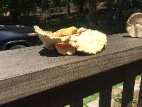 Laetiporus sulphureus image