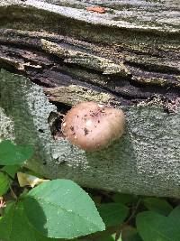 Pluteus cervinus image