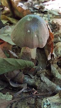 Megacollybia rodmanii image