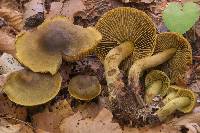 Media resource of Cortinarius olivaceofuscus