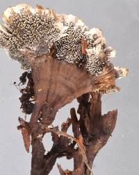 Phellodon plicatus image