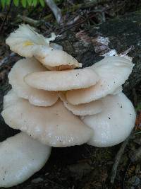 Pleurotus ostreatus image