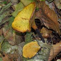 Polyporus varius image