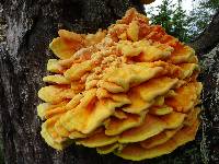 Laetiporus sulphureus image