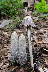 Coprinus comatus image