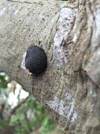 Annulohypoxylon thouarsianum image