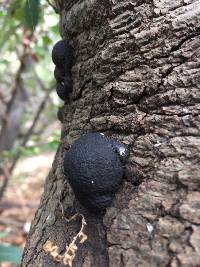 Annulohypoxylon thouarsianum image