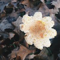 Amanita muscaria image