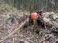 Amanita muscaria image