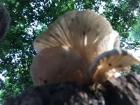 Pleurotus ostreatus image