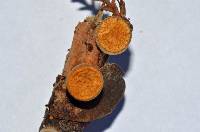 Crucibulum laeve image