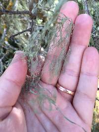 Ramalina menziesii image