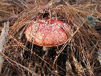 Amanita muscaria image
